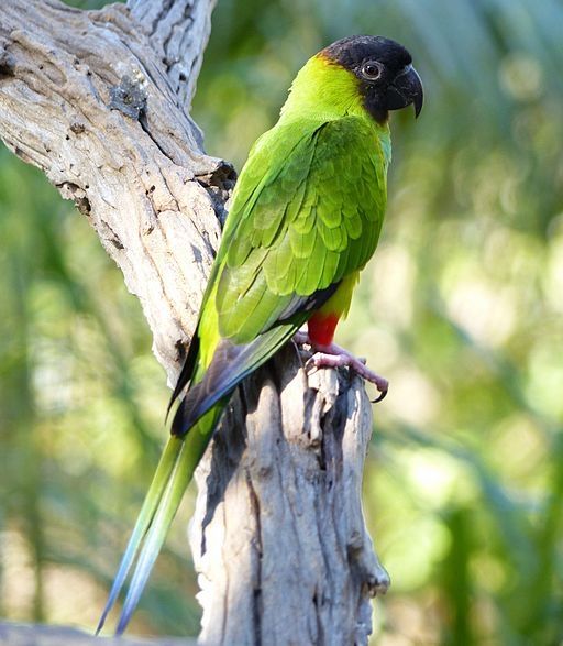 Conure nanday percher